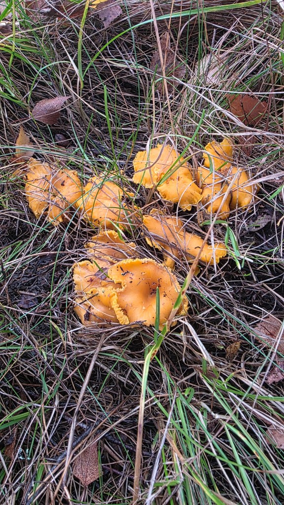 Egenplockade kantareller som växer bland gräs och barr i skogen.
