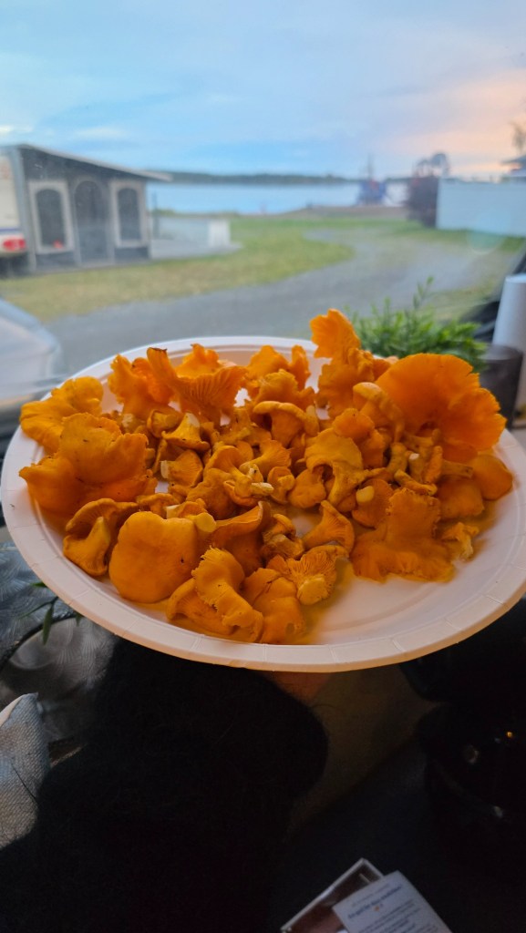 En tallrik fylld med nyplockade kantareller vid husvagnen.
